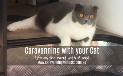 Caravanning with your Cat – Full time!