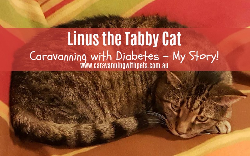 I am Linus the Tabby Cat and this is my story!