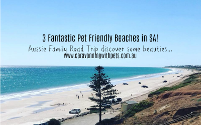 3 Fantastic Pet Friendly Beaches in South Australia
