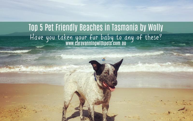 Top 5 Pet Friendly Beaches in Tasmania by Wolly