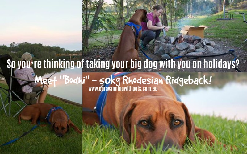 So you’re thinking of taking your big dog with you on holidays?